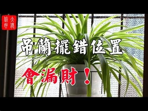 螃蟹蘭風水 和睦意思